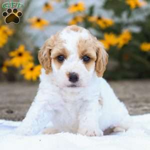 Cindy F1B, Cavapoo Puppy